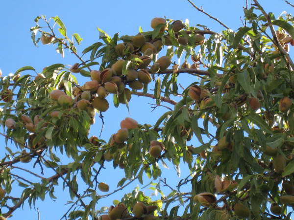 Castelo Rodrigo - almonds