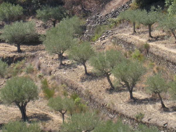 Near Castelo Rodrigo