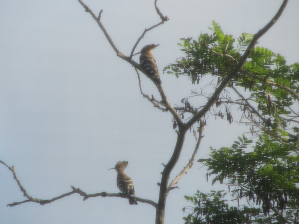 Hoopoes from my hotel bedroom window