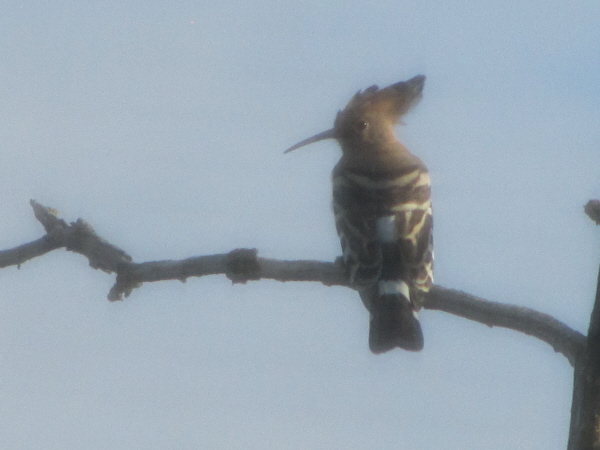 Hoopoe from my hotel bedroom window