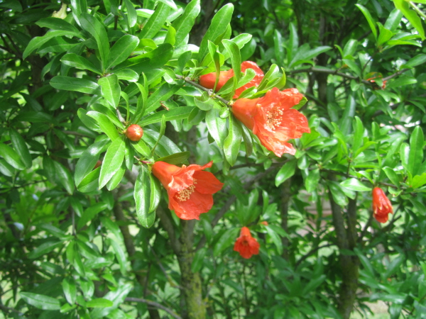 Villa Poggi Torselli, San Casciano