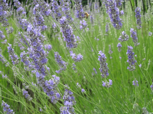 Villa Poggi Torselli, San Casciano
