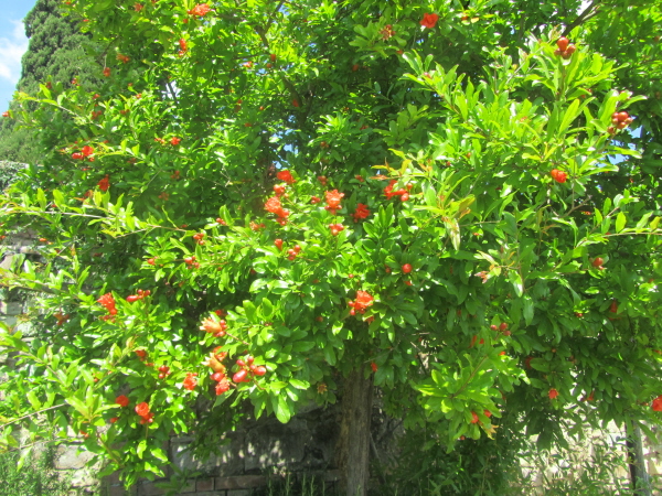 Pomegranate tree at Villa di Geggiano, Siena
