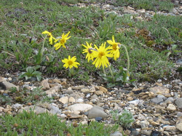 Alpine Arnica