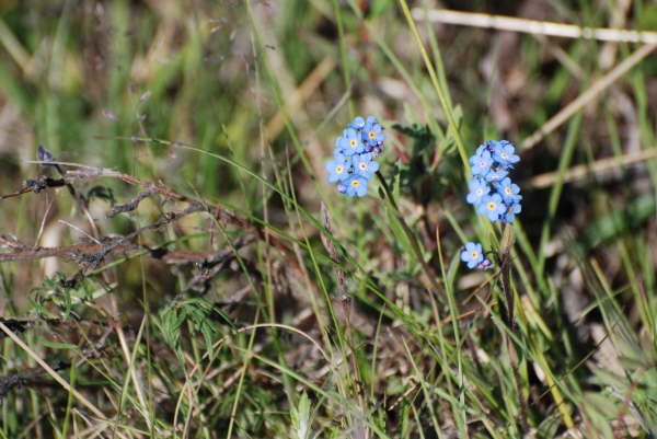 Alpine Forget-Me-Not