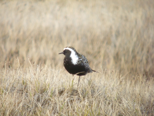 American Golden Plover