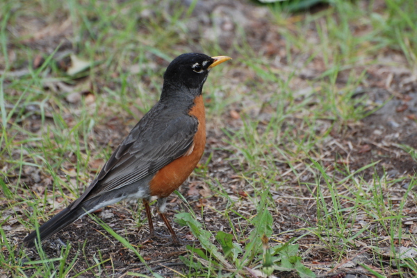 American Robin