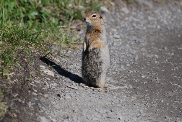 Arctic Ground Squirrel