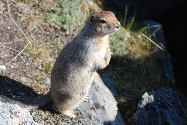 Arctic Ground Squirrel