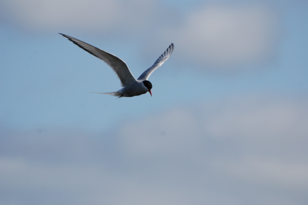 Arctic Tern