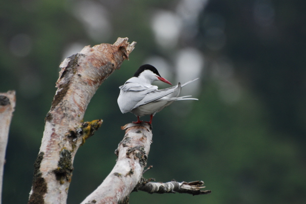 Arctic Tern