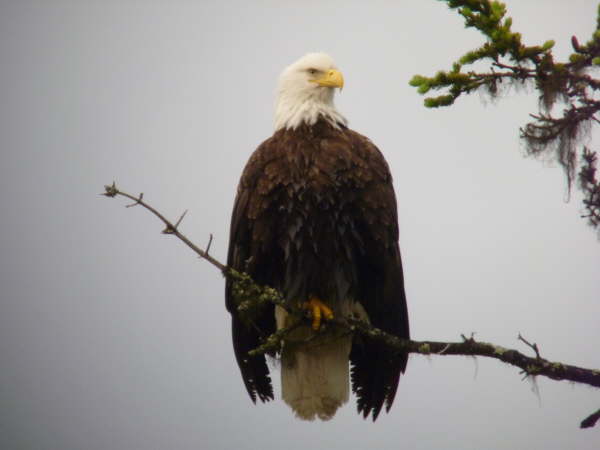 Bald Eagle