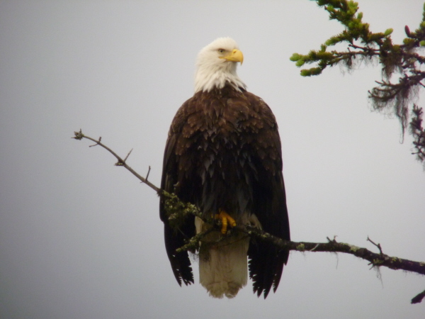 Bald Eagle