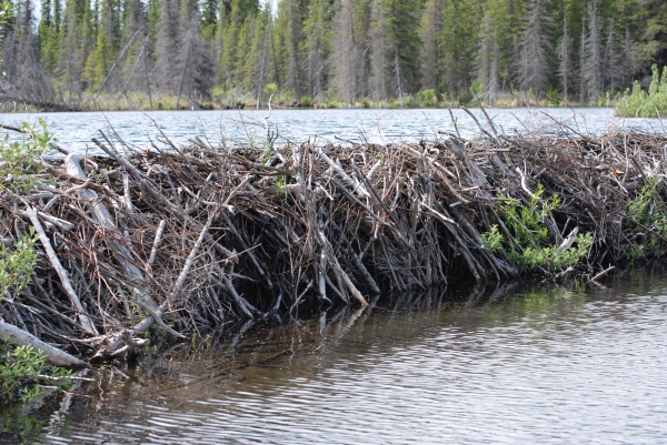 Beaver's Dam
