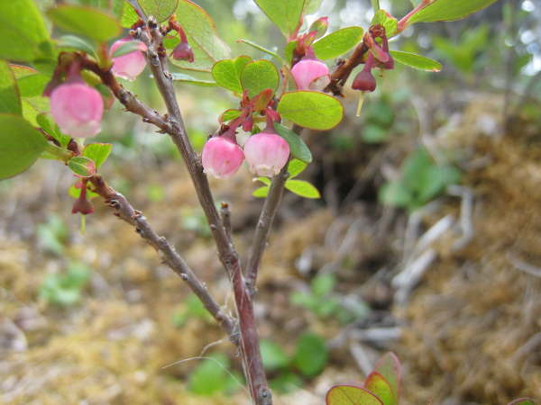 Bog blueberry
