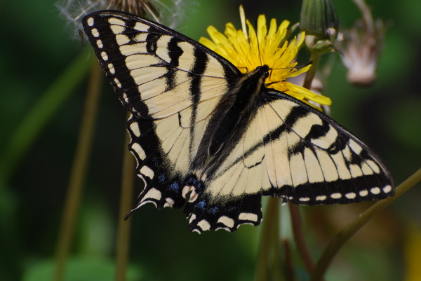 Canadian Swallowtail