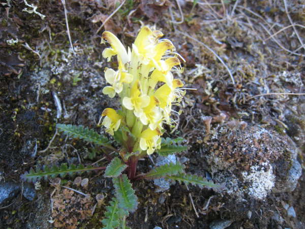 Capitate Lousewort