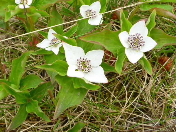 Cornus Canadensis