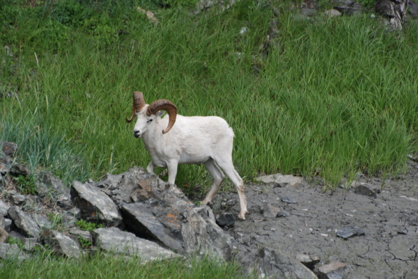 Dall Sheep
