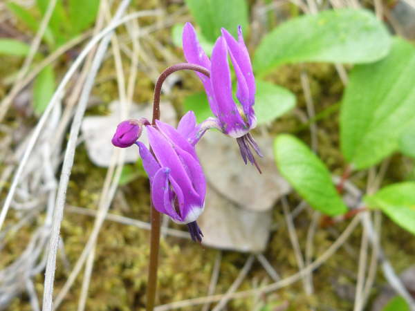 Dodecatheon frigidum