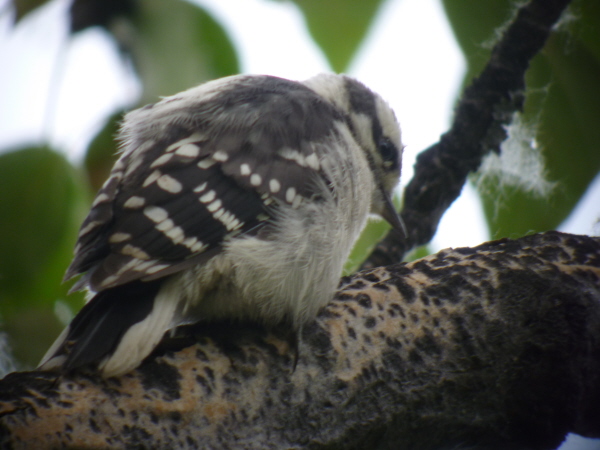 Downy Woodpecker