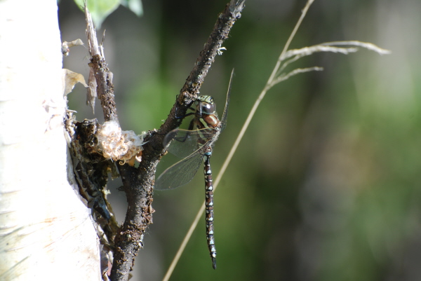Emperor Type Dragonfly
