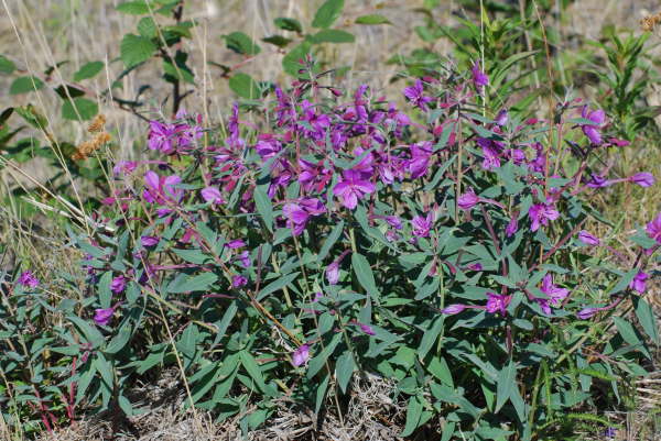 Epilobium Angustifolium sp