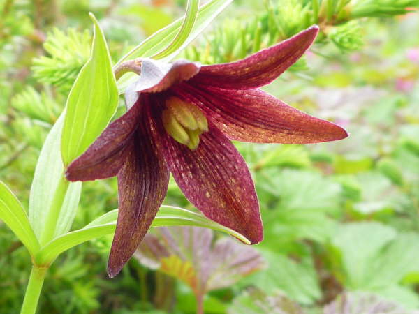 Fritillaria camschatcensis