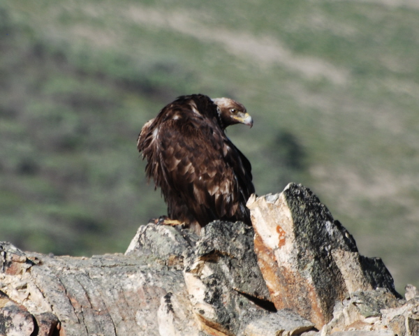 Golden Eagle