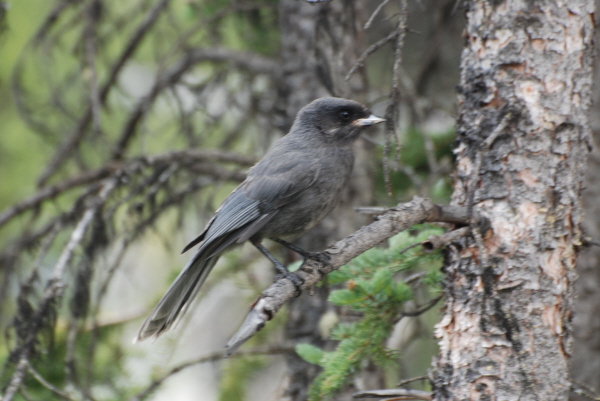 Gray Jay