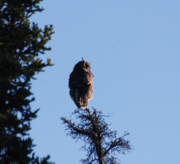 Great Horned Owl