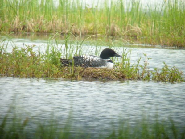 Great Northern Diver (Common Loon)