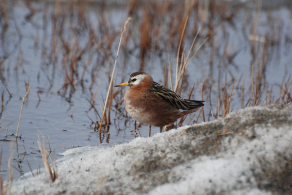Grey Phalarope