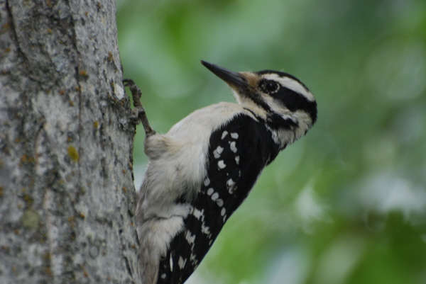 Hairy Woodpecker