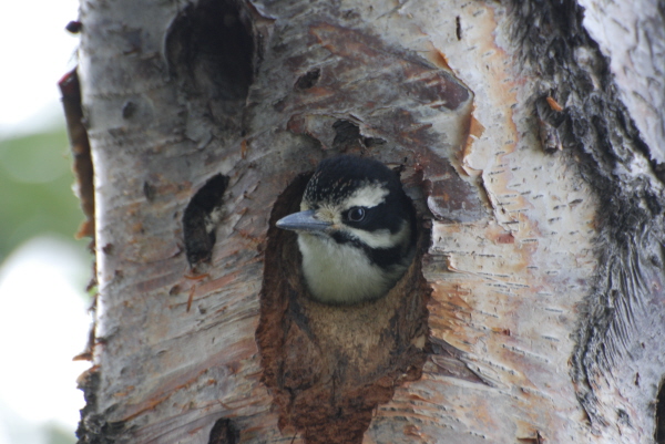 Hairy Woodpecker nest