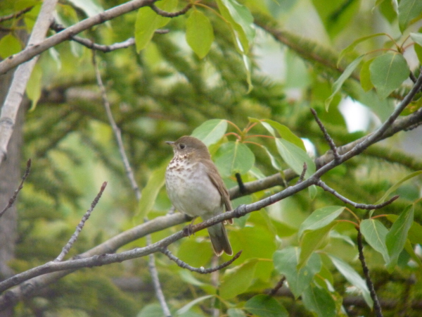 Grey-cheeked Thrush