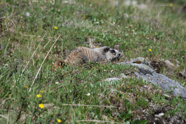 Hoary Marmot