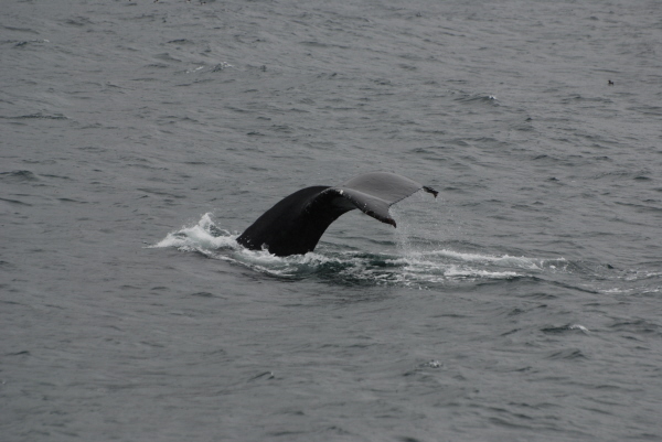 Humpback Whale