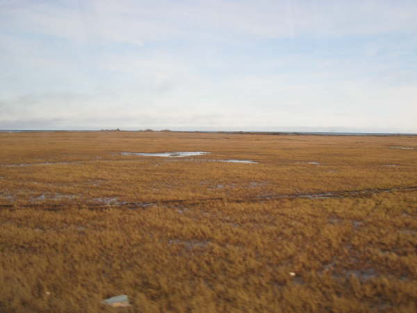 Barrow: tundra