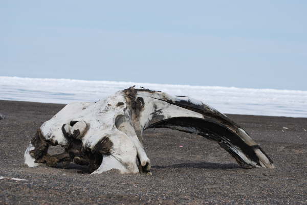 Barrow: bowhead whale skull