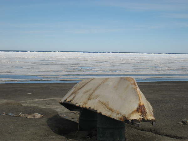 Barrow: traditional sealskin boat