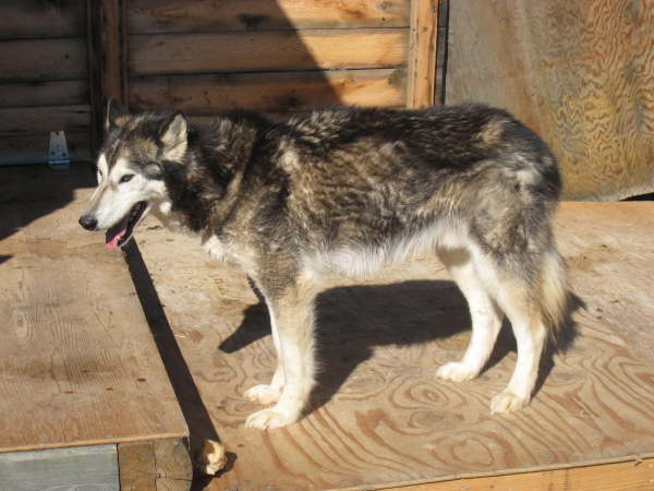 Sled dog at Earthsong Lodge