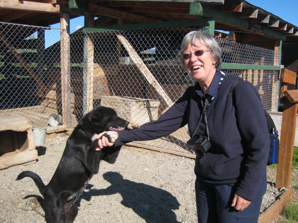 Sled dog at Earthsong Lodge