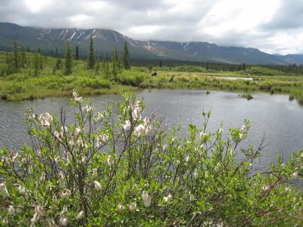 Alaska Highway, near Denali National Park