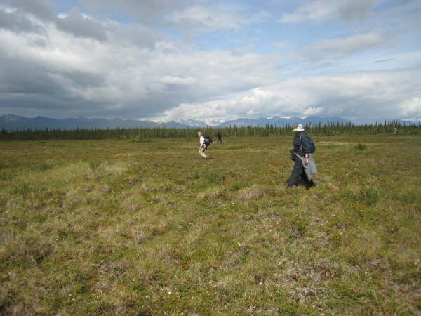 Alaska Highway, exploring the tundra