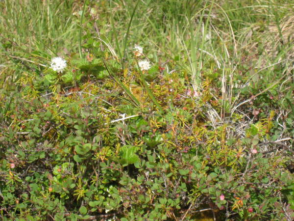 Alaska Highway, exploring the tundra