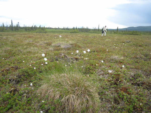 Alaska Highway, exploring the tundra
