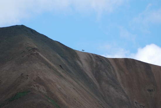 Denali National Park