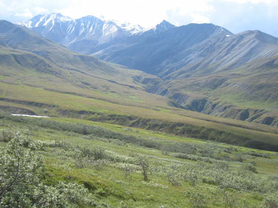 Denali National Park