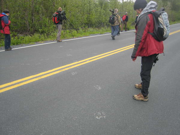 Exit Glacier - moose tracks